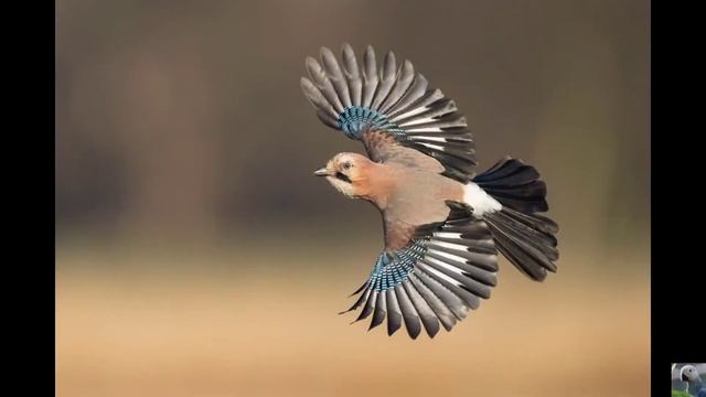 Обыкновенная сойка (англ. Jay) смотреть онлайн