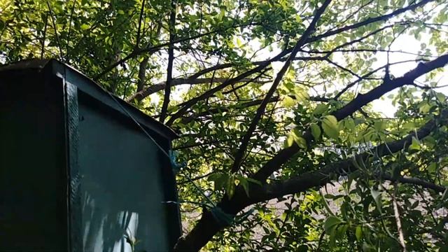 Расстановка пчелиных ловушек,Как поймать рой,Где ставить ловушки,Как приманить рой пчел,Пчеловодств смотреть онлайн