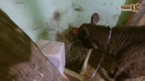 Джерсейская порода коров.  Купил шоколадную Джесси