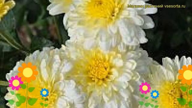 Хризантема девичья Белка. Краткий обзор, описание характеристик, где купить рассада смотреть онлайн