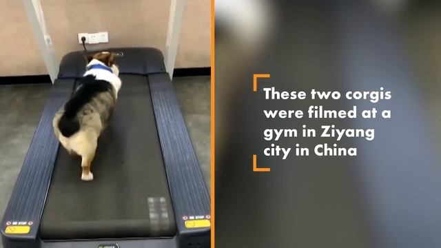 Lazy Corgi Dog Watches Fit Corgi Dog Run on Treadmill | New York Post смотреть онлайн