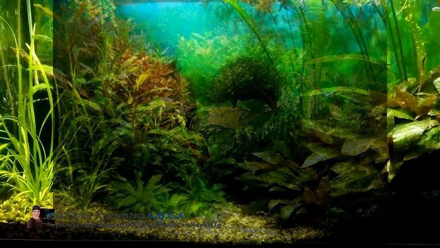 Светодиодный LED светильник для Аквариума. Тест режимов Контроллера. Освещение, свет в Аквариуме смотреть онлайн