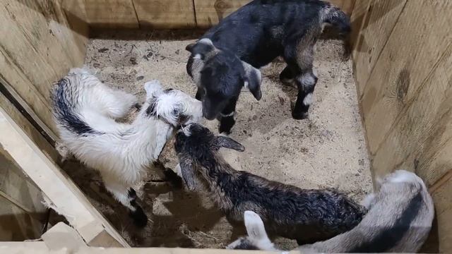 ОКОТЫ. СЕЗОН 2022 ОТКРЫТ! смотреть онлайн