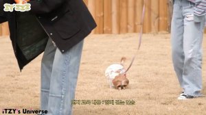 ITZY теперь щенячьи няни (Часть 1)