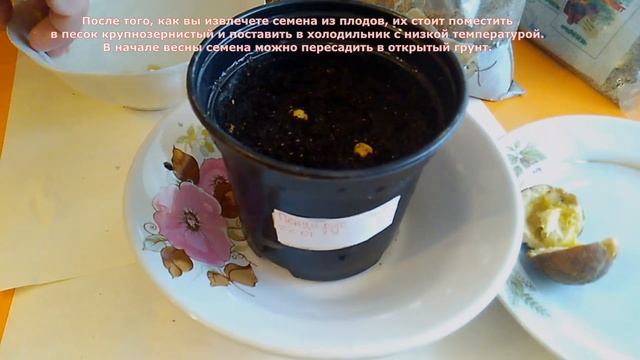 Как посадить дикий лимон он же понцирус - стратификация семян и посадка смотреть онлайн