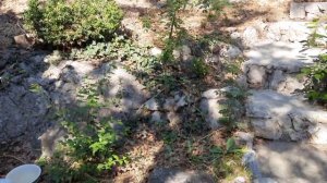 сдаю домик у самого моря Кастрополь Крым, ЮБК,+79787458062