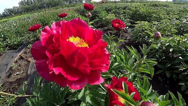 Ранний темно-красный пион RED GLORY / Сад Ворошиловой смотреть онлайн