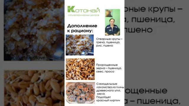 Содержание попугайчиков дома смотреть онлайн