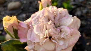 РОЗА ВЕСТМИНСТЕР ЭББИ(Westminster Abbey)