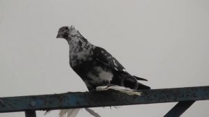 Ястреб забрал Голубя над Головой! Атаки Ястреба-тетеревятника