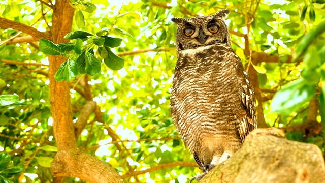 Максимальная Яркость Dolby Vision 12K HDR 120fps смотреть онлайн