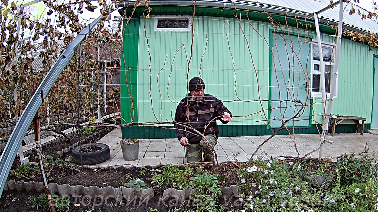 Как обрезать виноград осенью перед укрытием.Обрезка винограда осенью .Схема обрезки винограда. смотреть онлайн