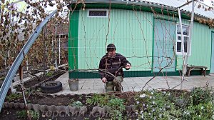 Как обрезать виноград осенью перед укрытием.Обрезка винограда осенью .Схема обрезки винограда.