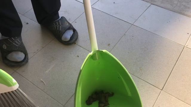 Французский бульдог Мира хозяйка медной горы смотреть онлайн