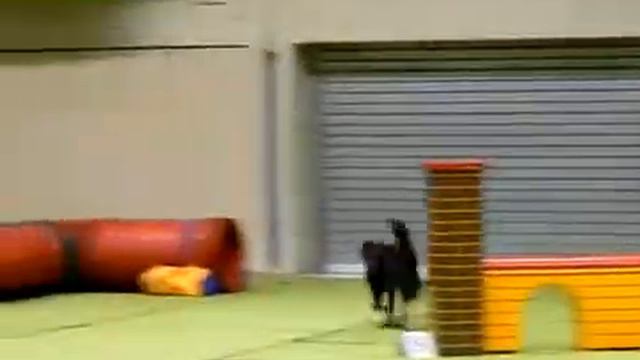 Agility Lisa Jumping DVM Hanau 15 03 2009 смотреть онлайн