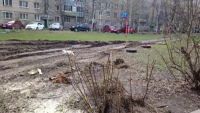 Ярославль. Падают деревья, ломая асфальт... смотреть онлайн