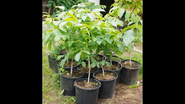 Грецкий орех в северном климате - как избежать ошибок при выращивании смотреть онлайн