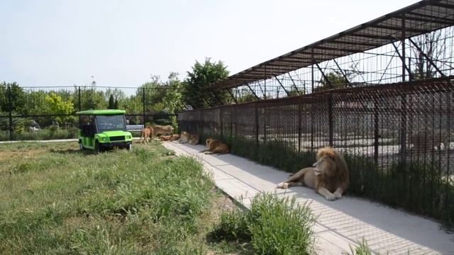 Львицы Стерва и Азиза ищут защиту у Дейла ! смотреть онлайн
