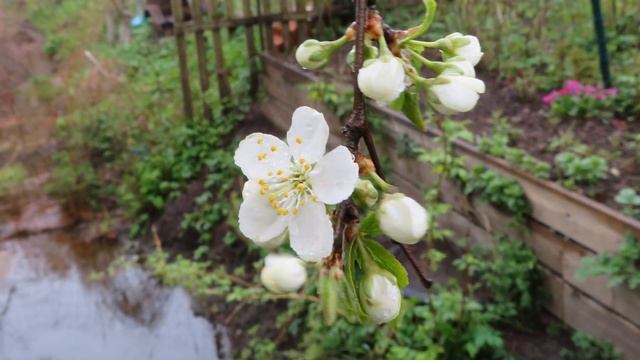 Природа после весеннего дождя. Май, 2020 год. смотреть онлайн