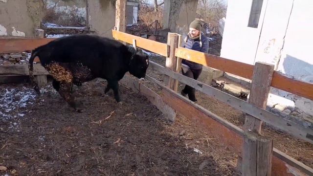 Какой все 9 месячного бычка . смотреть онлайн