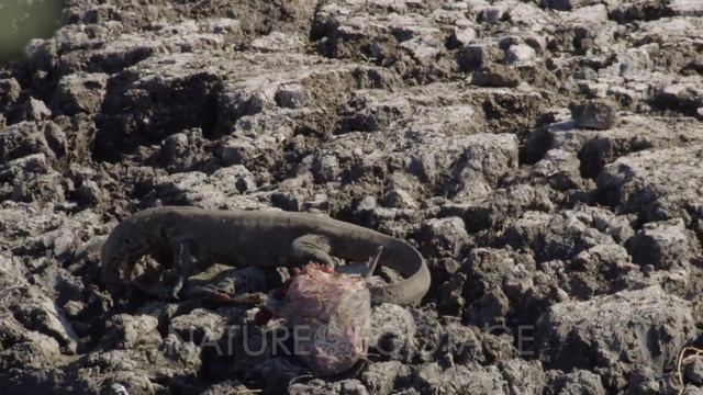 Mongoose going after monitor lizards scraps смотреть онлайн