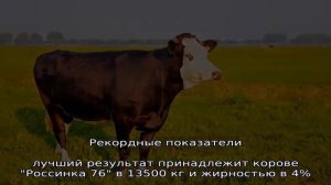 Холмогорские коровы – порода КРС с высокой молочностью