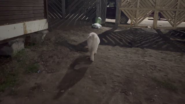 Среднеазиатская овчарка щенки продажа доставка из СПб 89111324532 НАСТОЯЩИЕ РАБОЧИЕ СОБАКИ смотреть онлайн