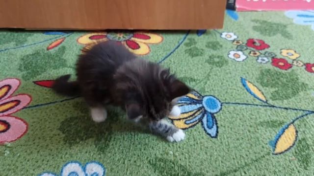 котёнок 🐱 мейн кун умываться смотреть онлайн