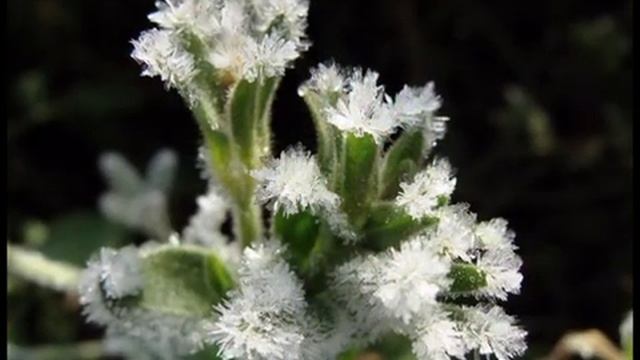 Вальс Свиридова смотреть онлайн