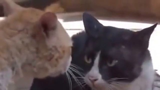 Самый прикольный ролик. Разборка Катов смотреть онлайн