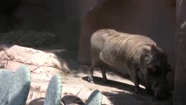 the san diego zoo - san diego zoo full tour - san diego california