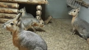 Патагонская мара-4ый по величине грызун в мире /Patagonian mara