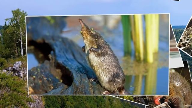 ?Смешное про животных. ?Выхухоль. Танцует.?? смотреть онлайн