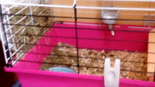 Гоша есть сено смотреть онлайн