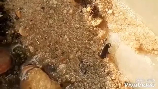 #Амфибии. Маленький лягушонок вывелся из головастика в домашних условиях. Первый день жизни. смотреть онлайн