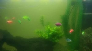 Как убрать зелёную (цветущую) воду в аквариуме без химии?