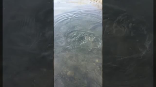 Кормление форели ? в канале. смотреть онлайн