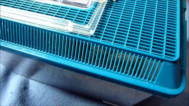 Brachypelma smithi and Brachypelma auratum comparison смотреть онлайн