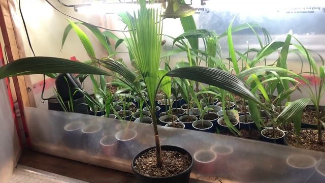 Washingtonia Robusta Palm Tree- 1 Year Update- How To Grow Palms From Seed
