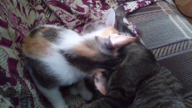 Кисы лижут друг друга