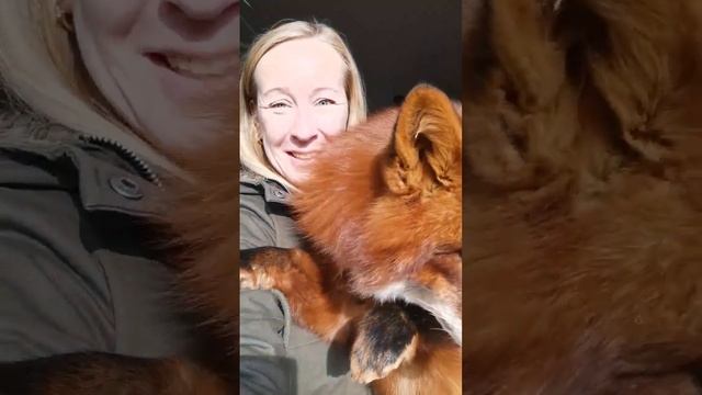 Огненный лис ? смотреть онлайн
