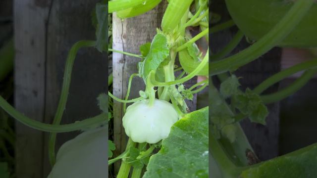 Патиссон «Чебурашка»🌿#shorts смотреть онлайн