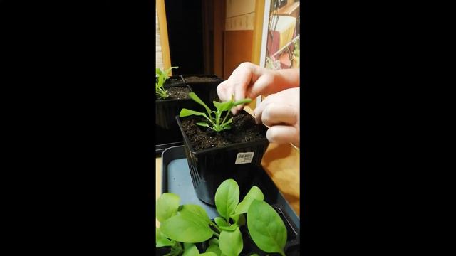 петуньи своими руками,легко и просто!