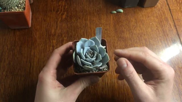 Що я придбав на виставці? Місто Києв - Виставка кактусів смотреть онлайн