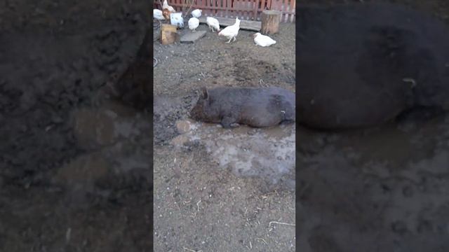 Свинья везде грязь найдёт) смотреть онлайн
