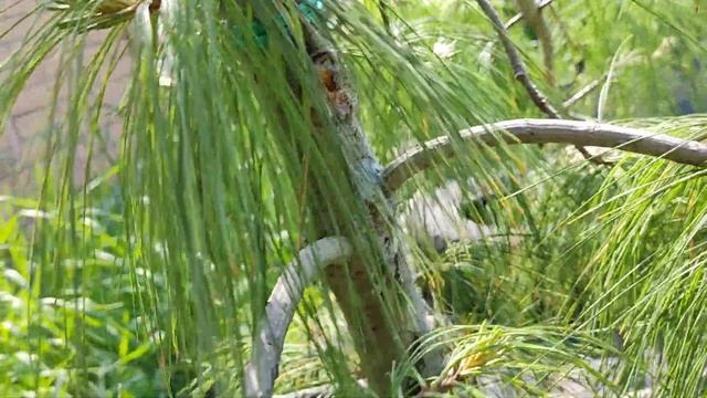 Pinus strobus Pendula.Сосна веймутова пендула смотреть онлайн