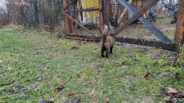 26 ноября 2022 г.Дача.КИЕВ. Жизнь в Предложенных ОБСТОЯТЕЛЬСТВАХ. Займемся БАНЕЙ. Ужин. смотреть онлайн