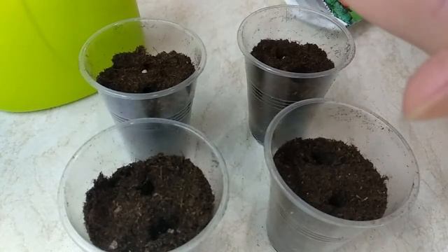 Как вырастить помидоры из семян в домашних условиях. Часть1 смотреть онлайн