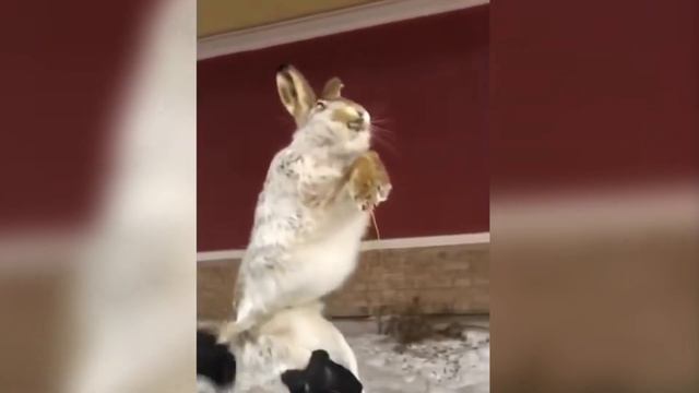 The climbers were shocked to see who was approaching them смотреть онлайн
