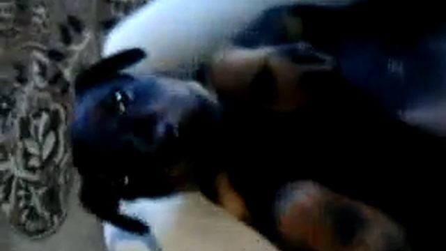 ягтерьер даша 2 мес (очень удобная поза) смотреть онлайн